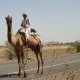Aux abords du dÃ©sert du Thar
